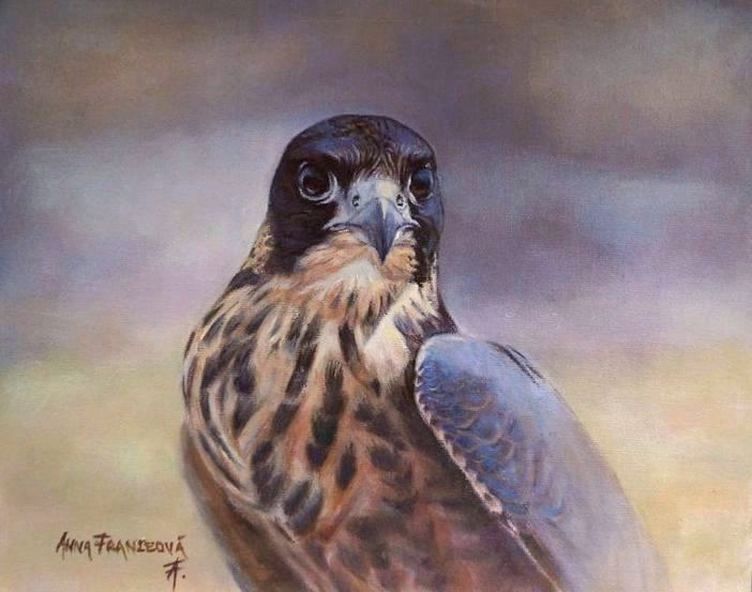 "Dago" - Sokol sťahovavý, juv., ♂ 